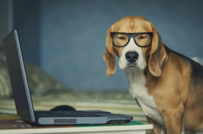  תמונה אפקטיבית 4 - כלב עם משקפיים